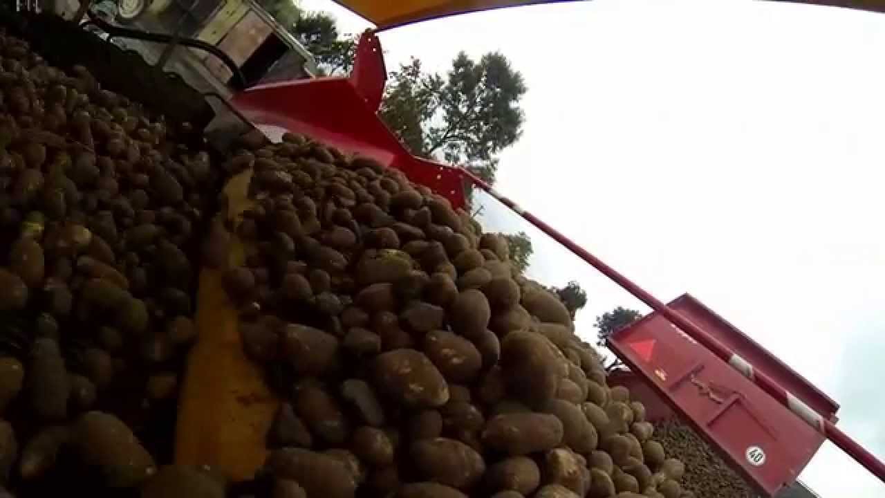 Technologia zbioru ziemniaka w TopFarms Wielkopolska