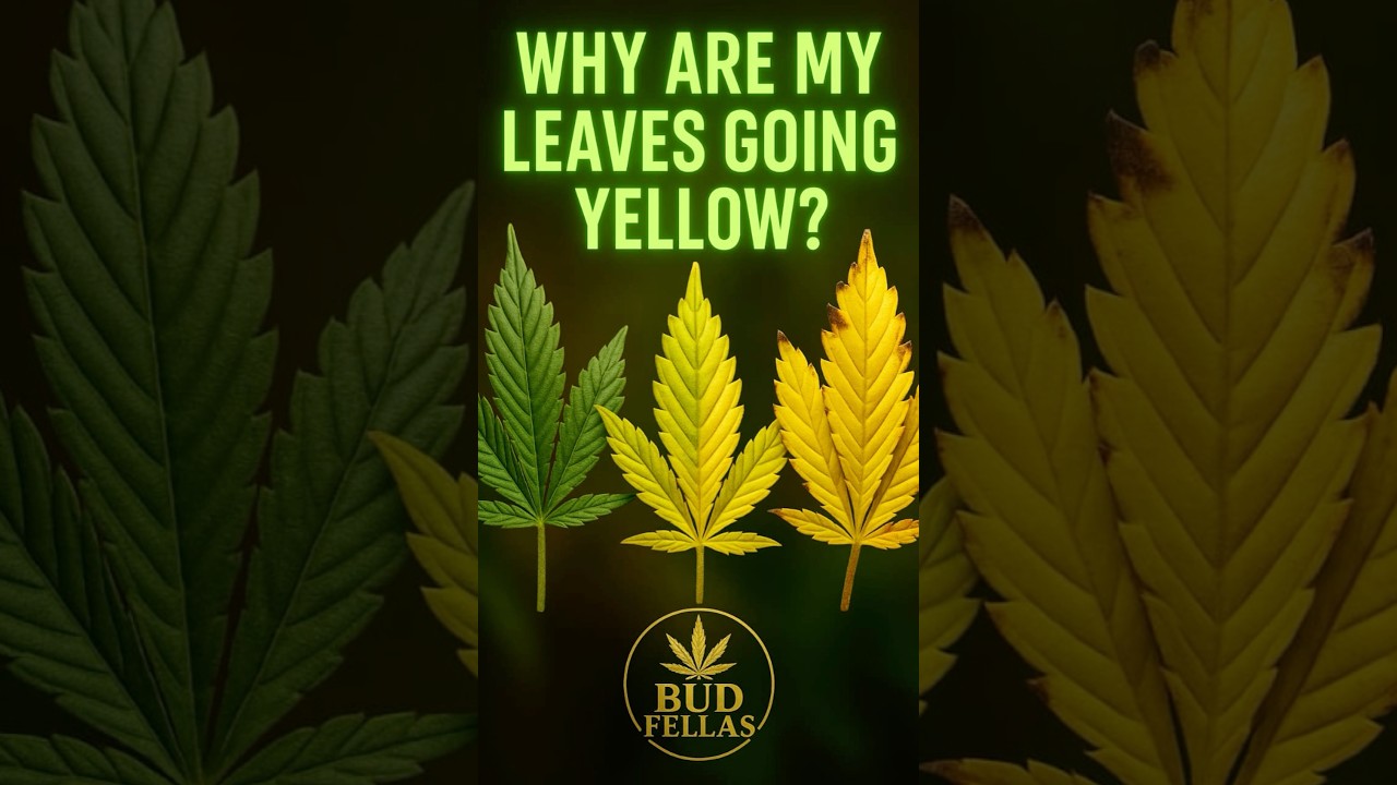 If Your Cannabis Leaves Look Like This&hellip; Watch This NOW!
