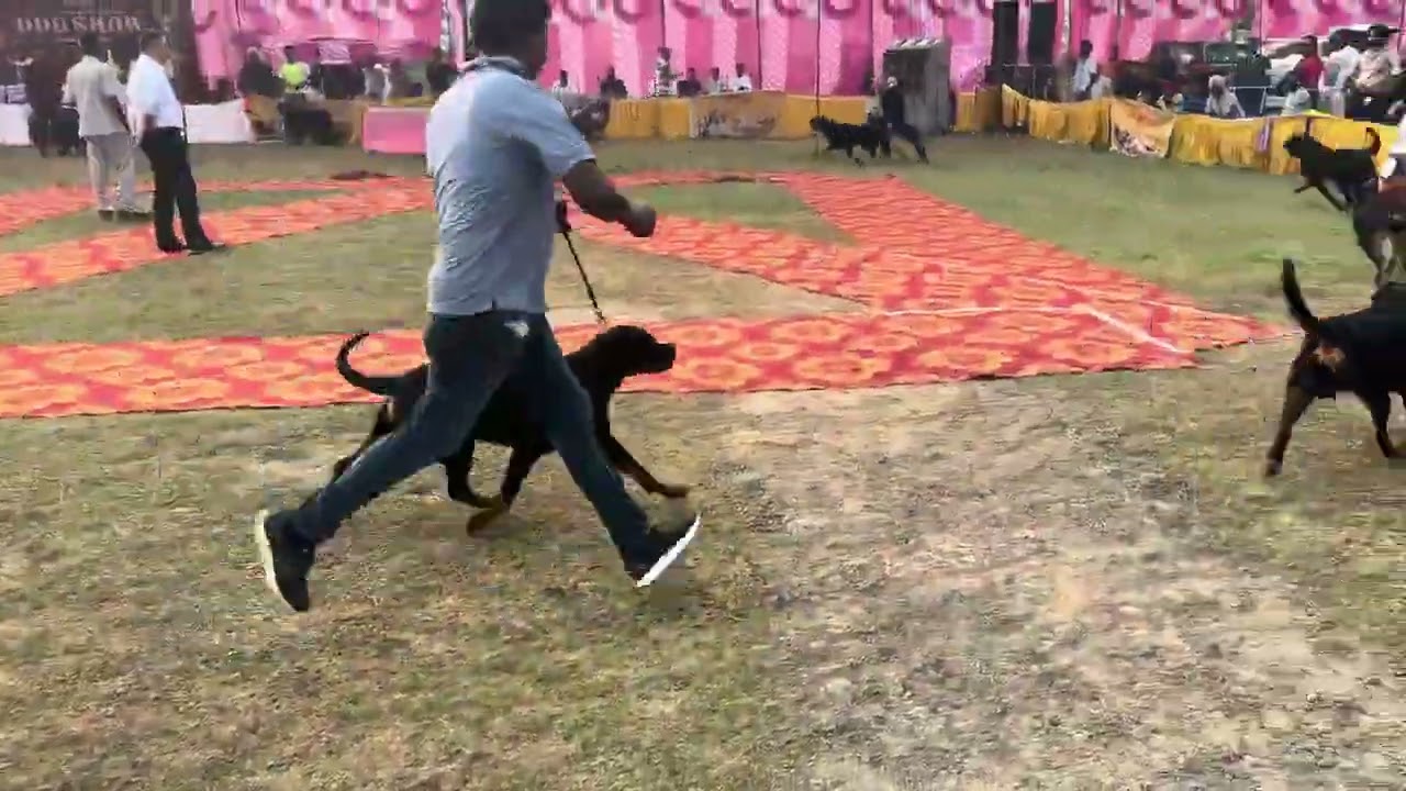 Bathinda Dog Show 2026 || New Dog Show Vlog