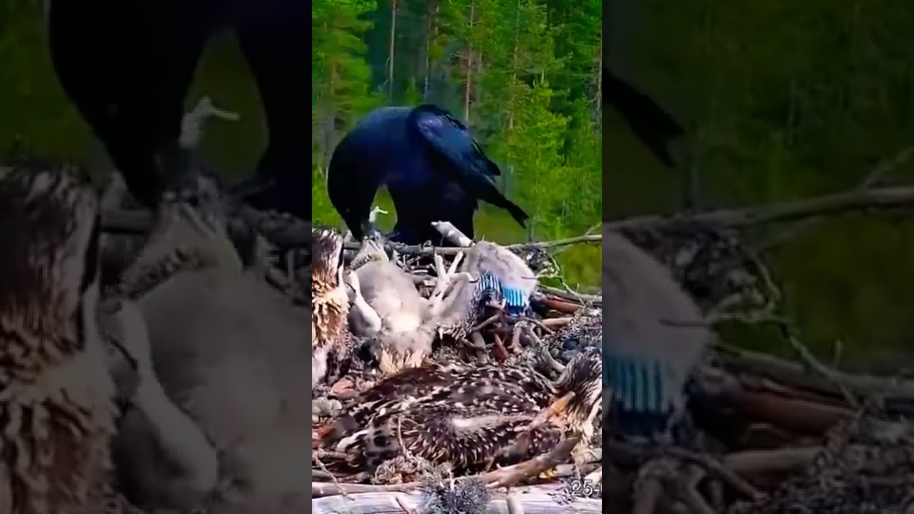Crow kille babies eagles when mum a way. #short