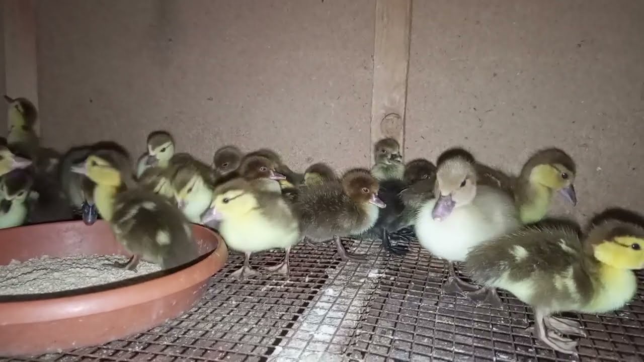 🔴 ORDEK BALALARINA TUT VERMEK OLARMI ?