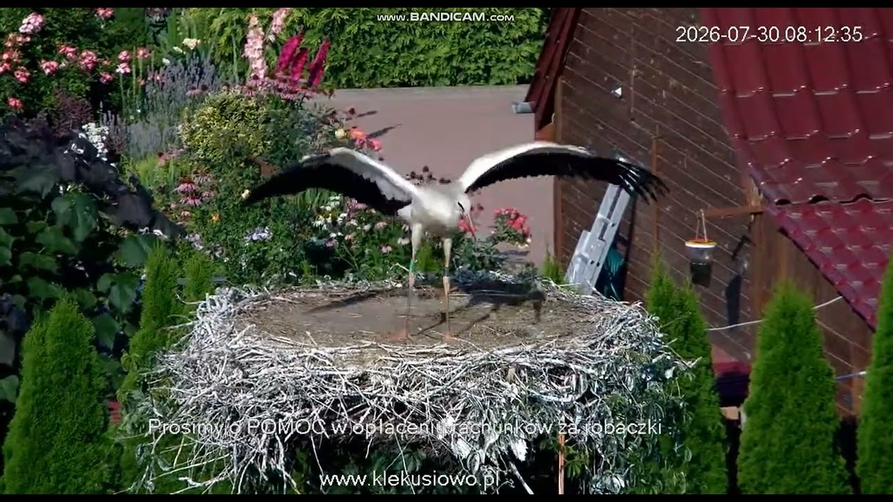 Klekusiowo ~ trzy młode bocianki Ani i Miecia fruwają, został jeszcze jeden do wylotu! 🪽🪽💖🪽🪽