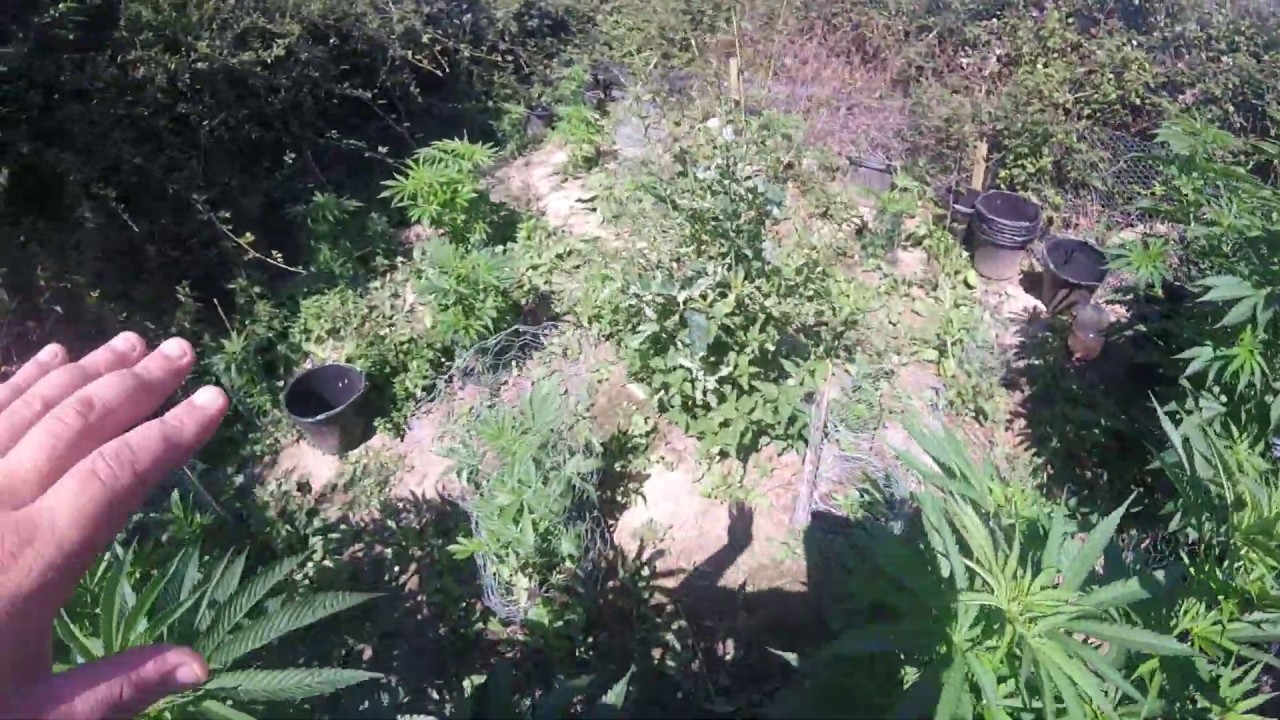 UK OUTDOOR GROW UK rimmer garden