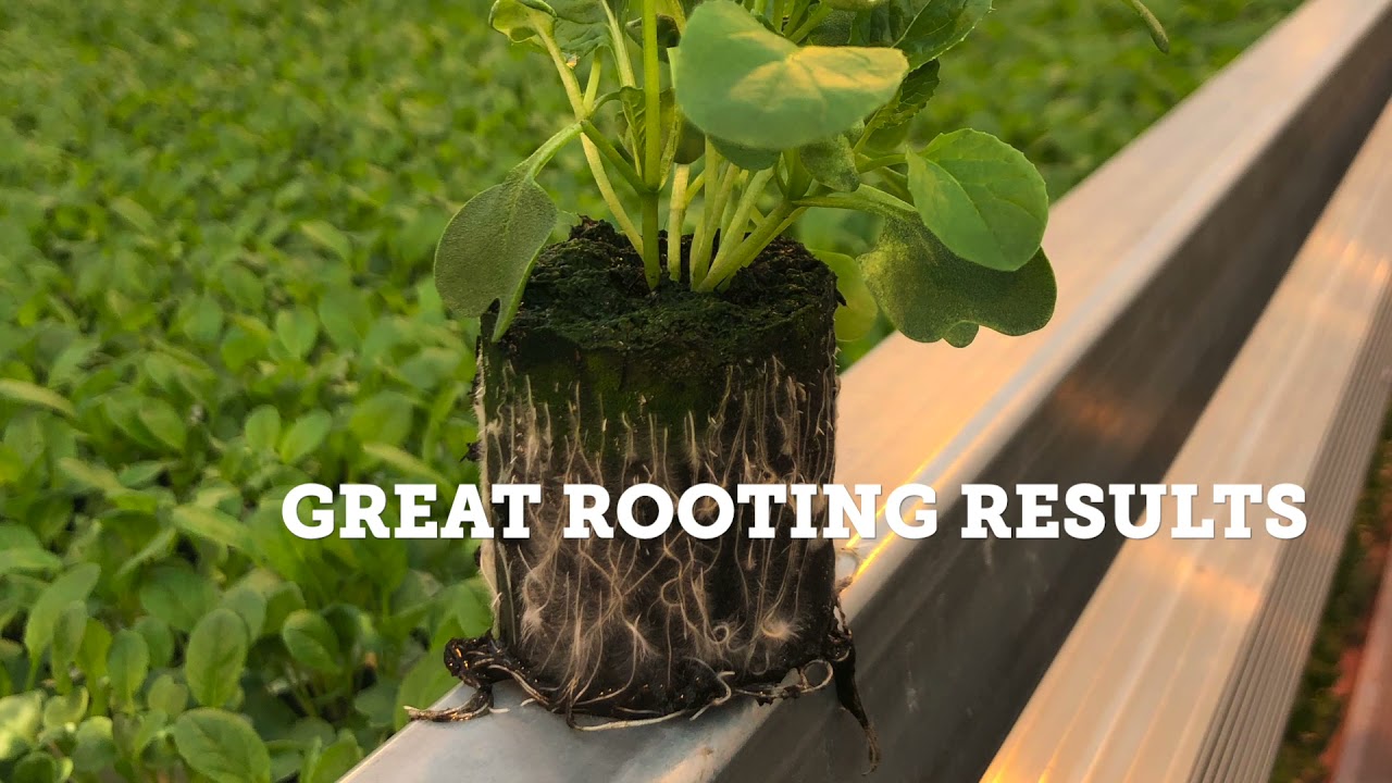 THE ELLEPOT SYSTEM FOR HYDROPONIC PROPAGATION
