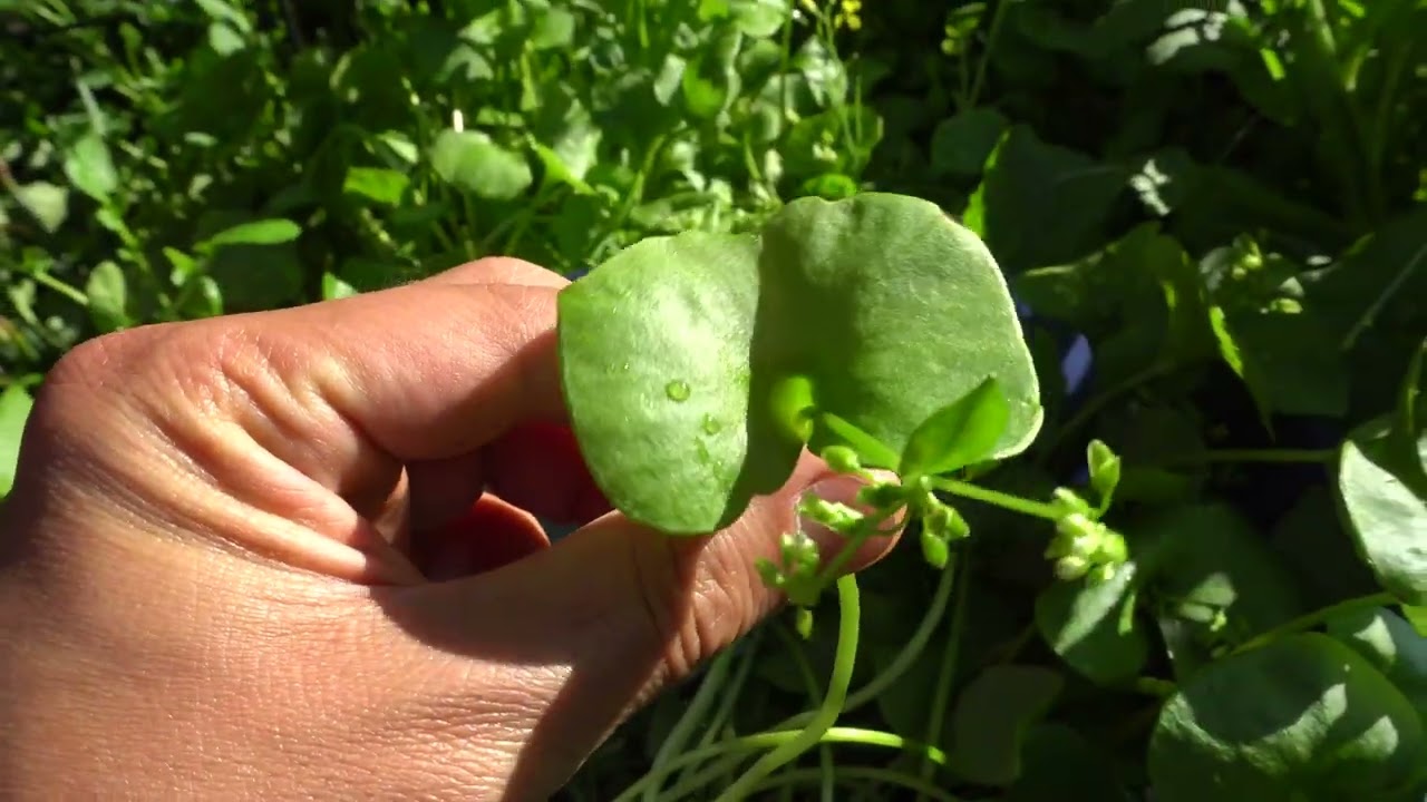 Miner's Lettuce - Such an Amazing Vegetable