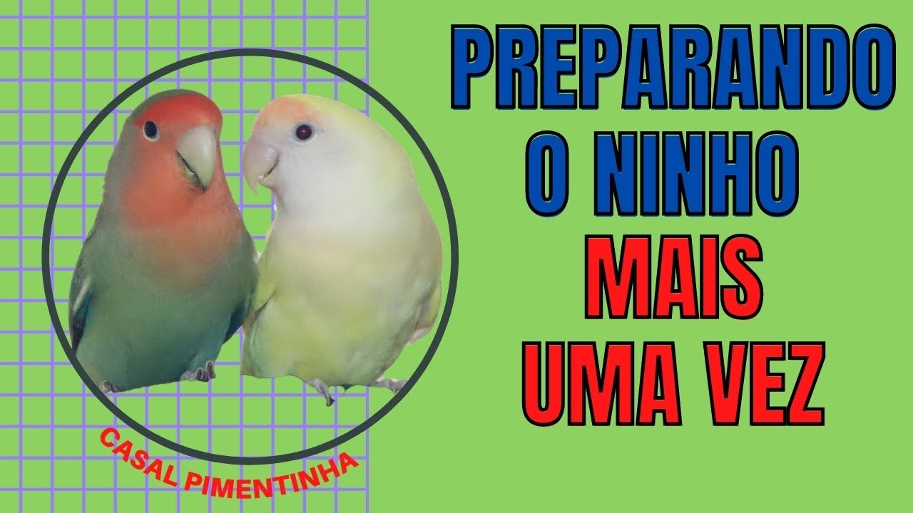 Preparando gaiola para receber casal de Agapornis/ Grazi Bittencourt