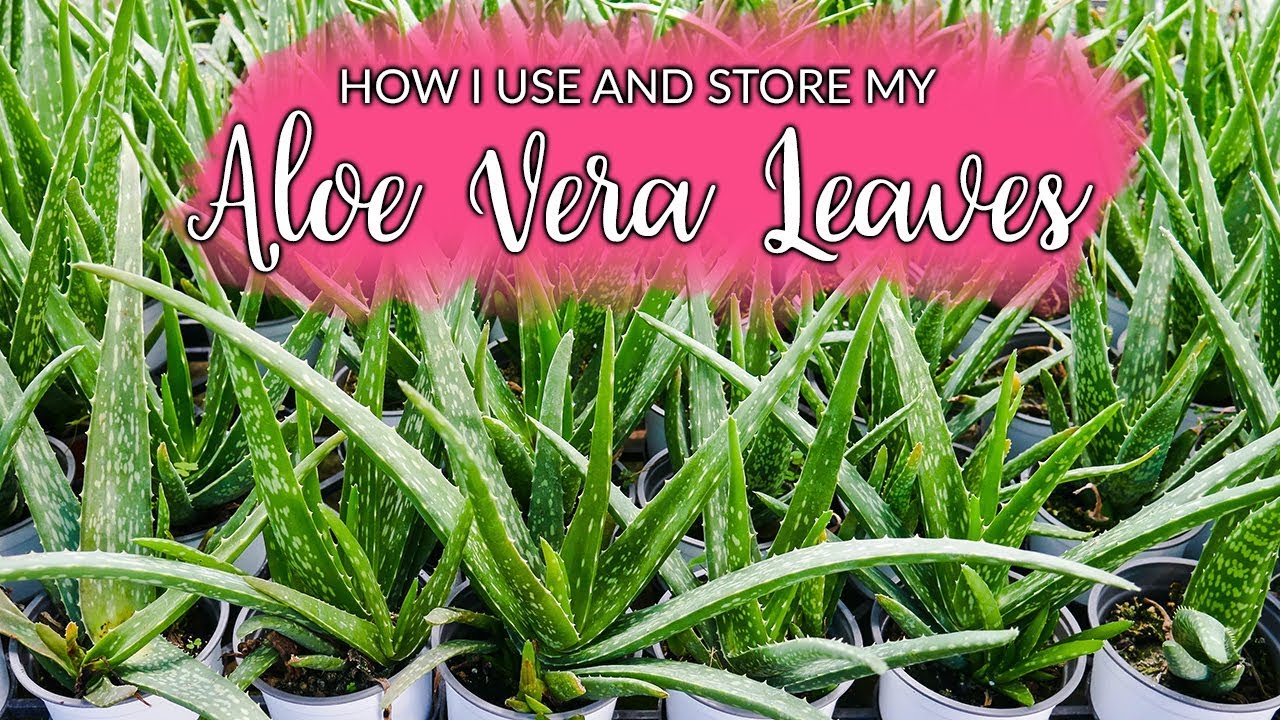 How I Use & Store Aloe Vera Leaves / Joy Us Garden