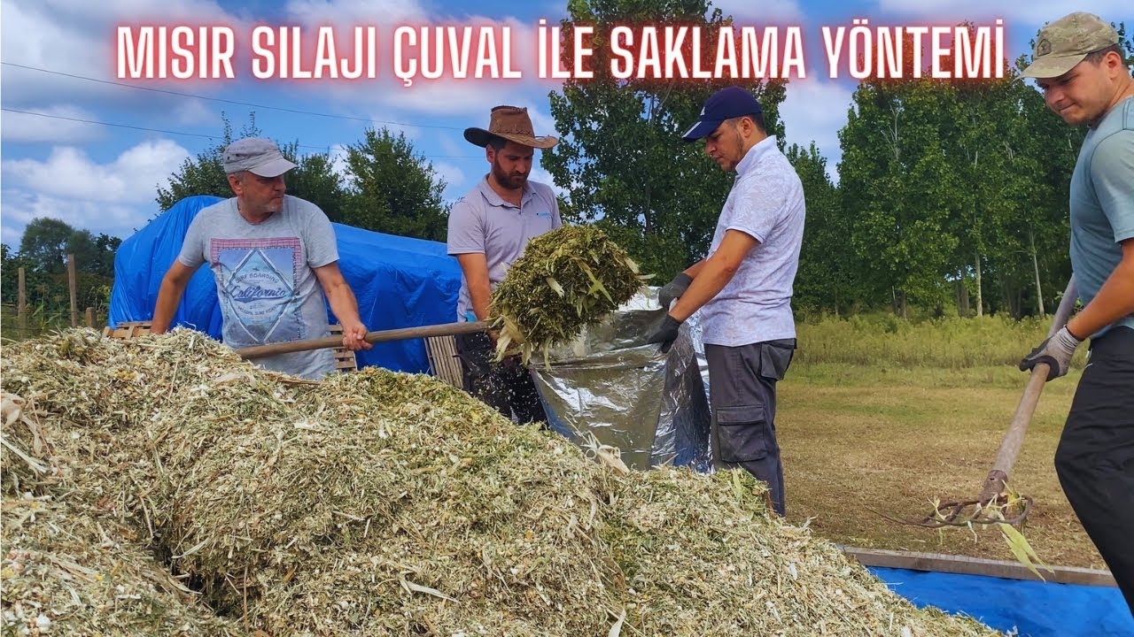 MISIR SILAJI ÇUVAL İLE SAKLAMA NASIL OLUR? NASIL FERMENTE EDİLİR?