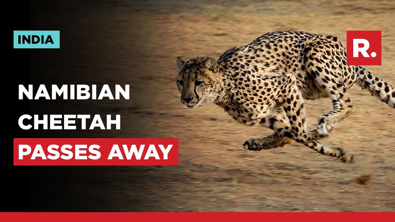 Female Cheetah Passes Away In MP's Kuno National Park