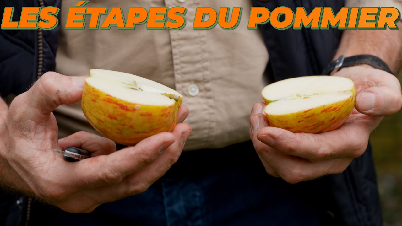 Toutes les étapes pour réussir son pommier ! 🍎
