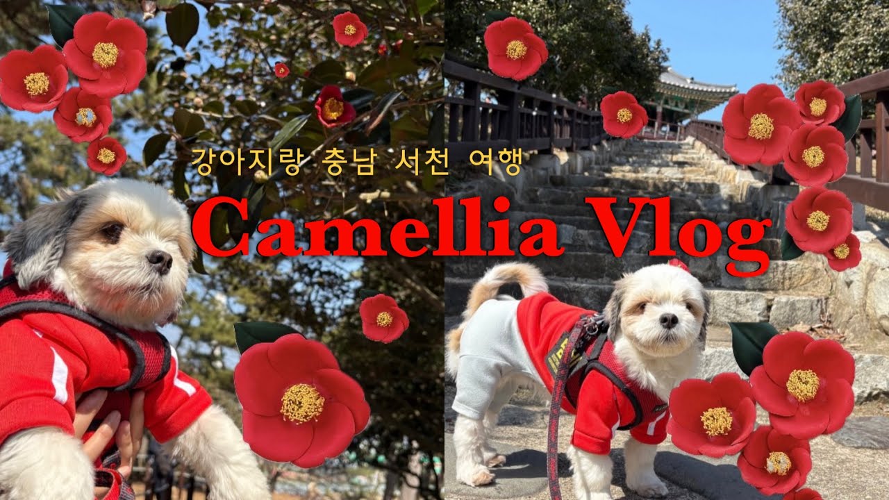 [ 강아지 충남 서천여행 ] 펫츠고, 마량리 동백나무숲, 신성리 갈대밭, 서천 애견동반, 서천 가볼만한곳, 강아지여행