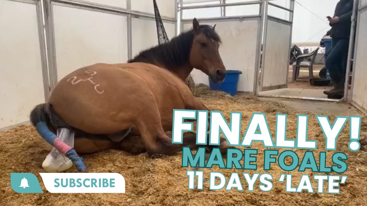 FINALLY - Mare Foals 11 Days 