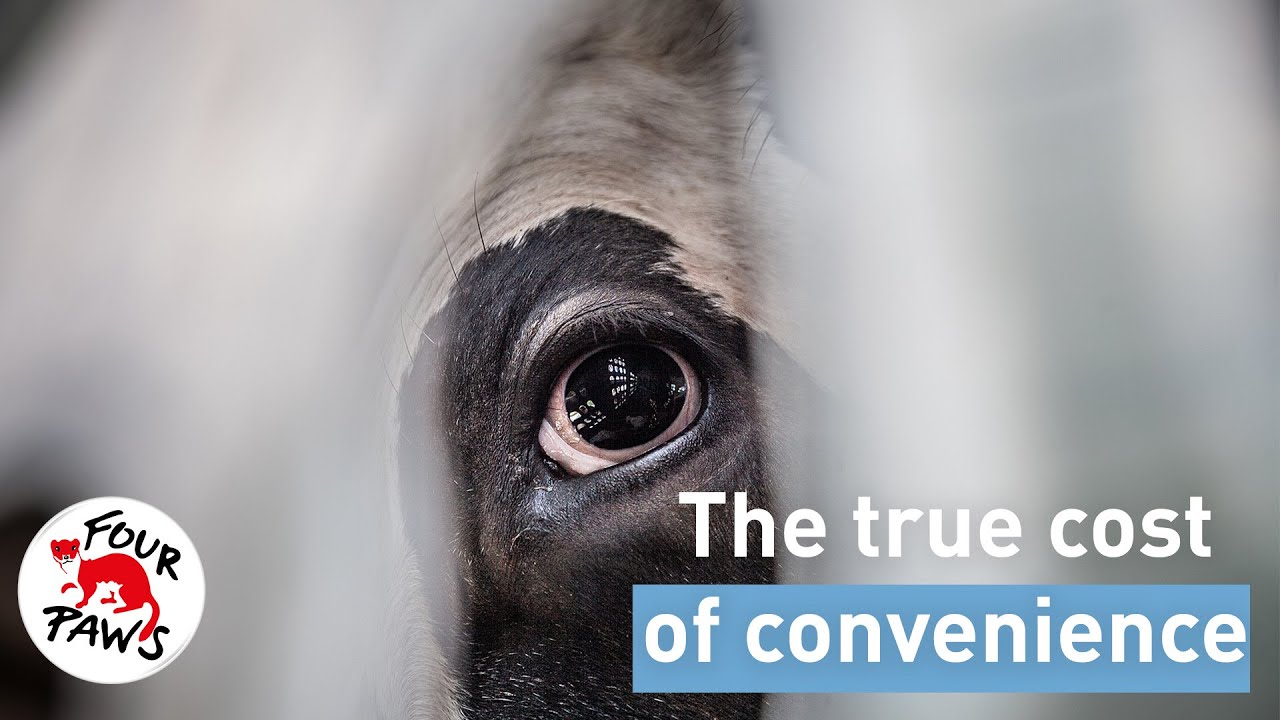 The Shocking Truth About Ready-Made Meals & Factory Farming You NEED to Know | FOUR PAWS | [SUBS]