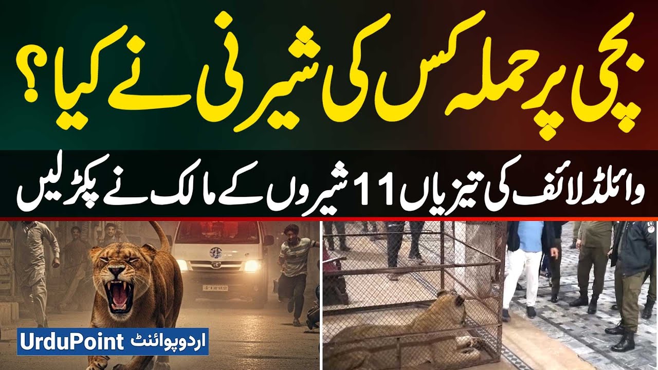 Whose Lioness Attacked The Girl? Wildlife Seize 11 Lions - Owner Of Lions Farm Told The Truth