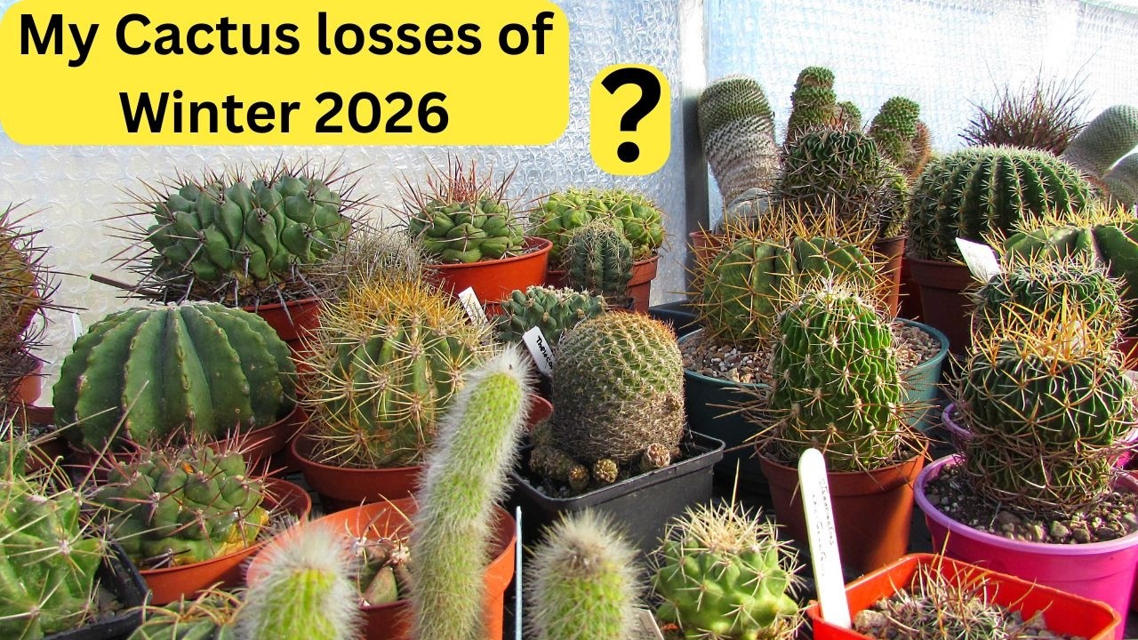 Мои кактусы погибли зимой 2026 года — Какие кактусы я потерял? #кактусы #кактусы