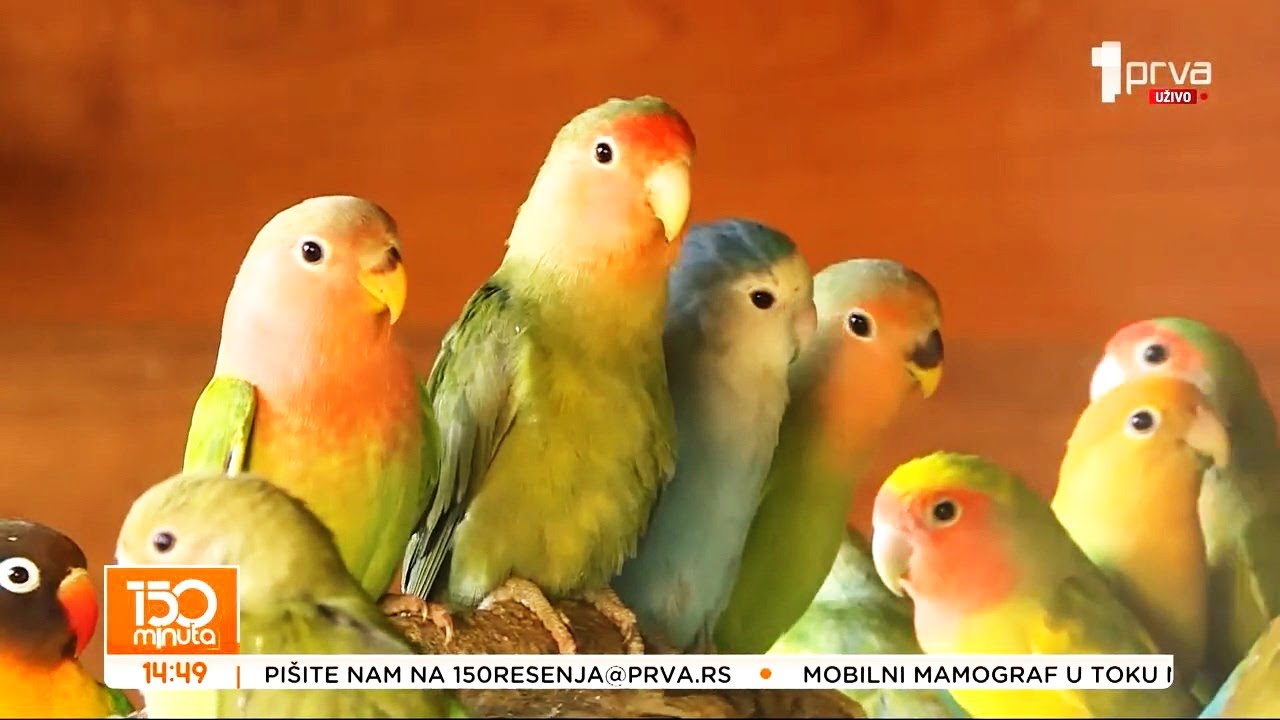 150 minuta TV PRVA -  Ljubavni papagaji iz Striže kod Paraćina (TV KCN 21.01.2026)