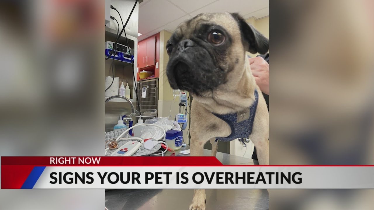 Tips for keeping your dog cool in summer heat