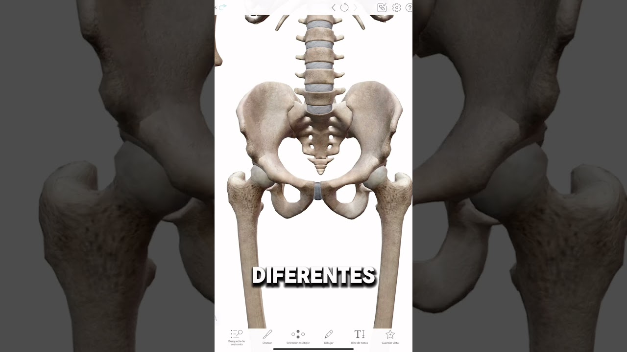 HUESOS DE LA CADERA!! #anatomia #anatomy #anatomiafacil