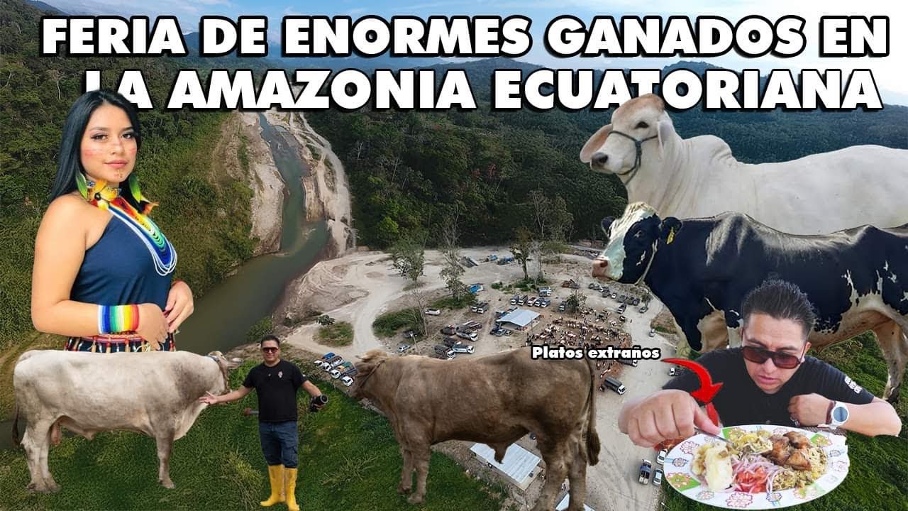 AMAZONIA: FERIA DE GANADOS GIGANTES EN PLENO SELVA ECUATORIANA, YANTAZAZA 🇪🇨 I GEO LEMA