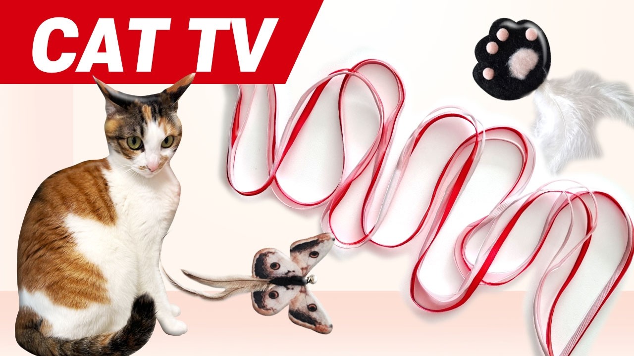고양이가 좋아하는 영상 5시간❤️CAT TV❤️5분마다 바뀌는 끈, 깃털, 나비 고양장난감😼외출 취침시 TV나 스마트폰으로 틀어주세요