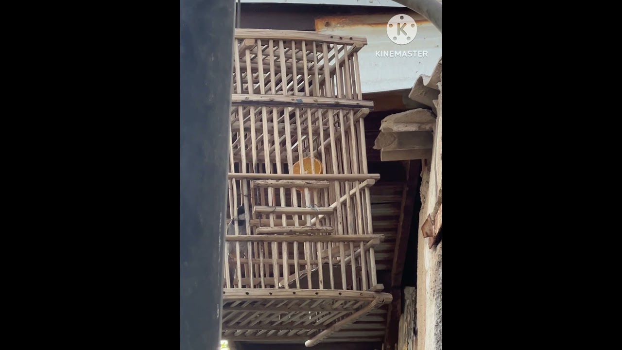بلبل بصراوي للصيد ✨