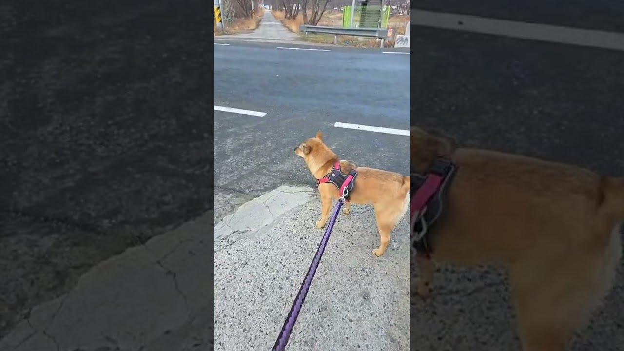 26.3.5 영포편 진돗개와 아침산책