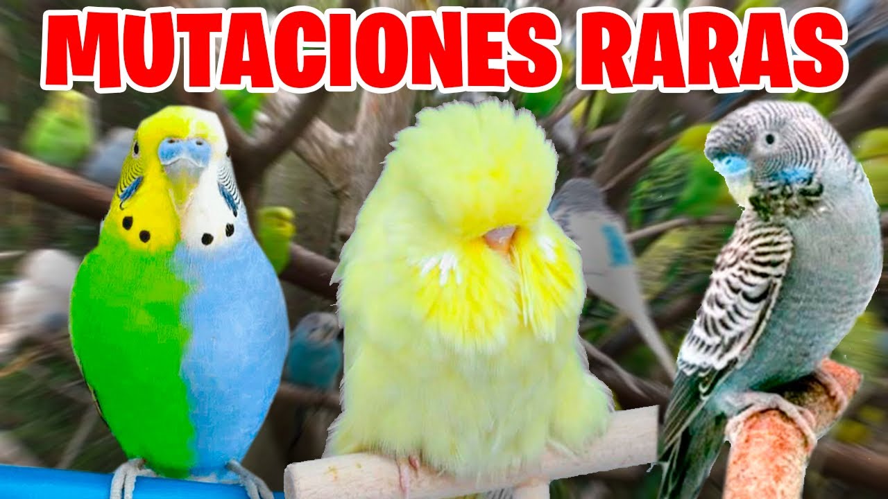 MUTACIONES RARAS DE PERIQUITO