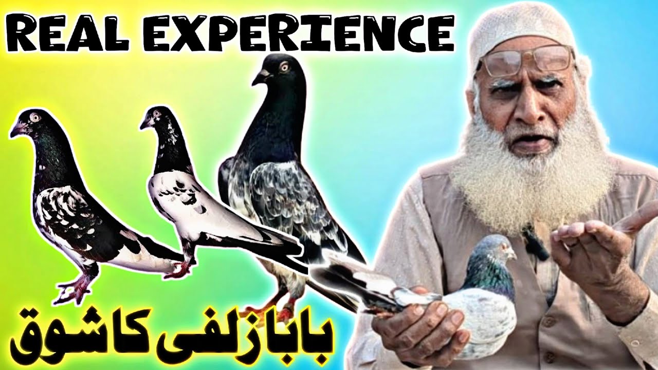 یہ ہیں ڈب والے سلارے ٹیڈی کبوتر 😰| Baba Zulfi ka Shok & Experience | Teddy King Pigeon