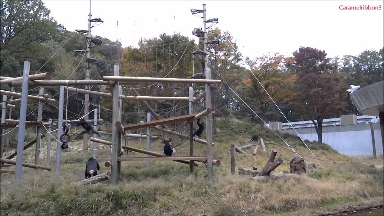 Fall 2015 Chimpanzee enclosure at Tama Zoo