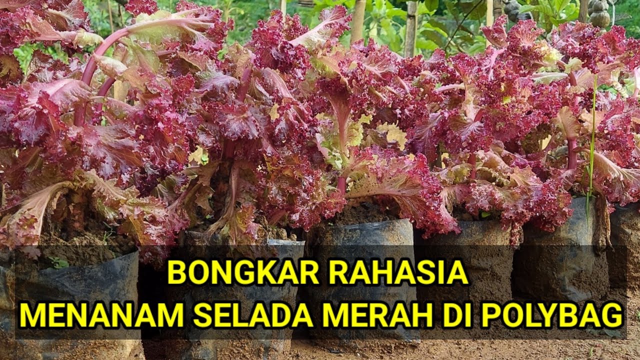 tutorial cara menanam selada merah  berulang kali panen mafsabil go show