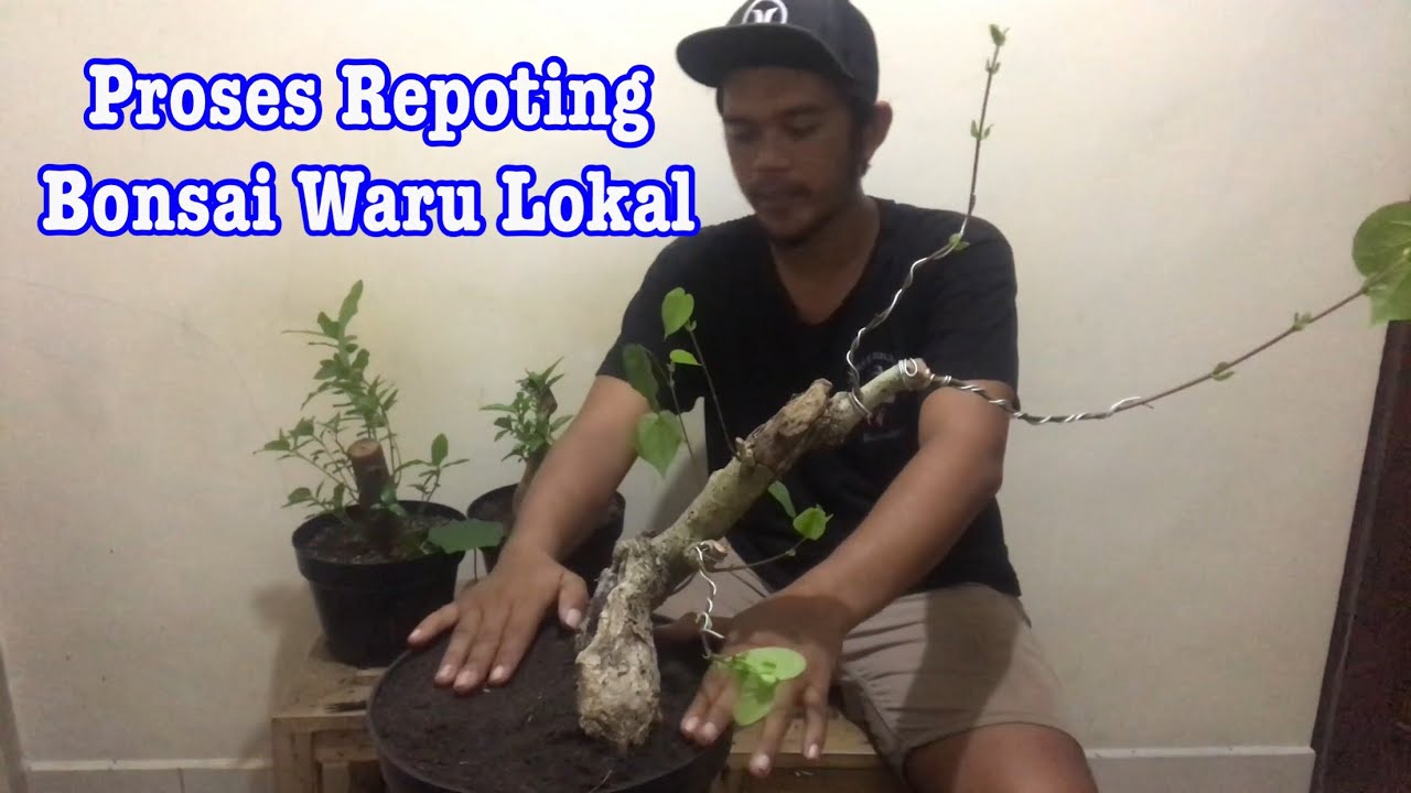 Proses/cara repoting bonsai Waru Lokal