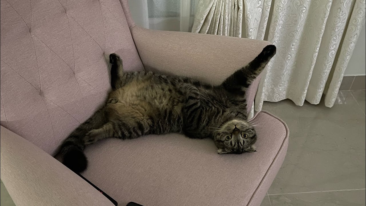 Scottish fold cat purring and making funny sounds while sleeping on its back in the kitchen lol