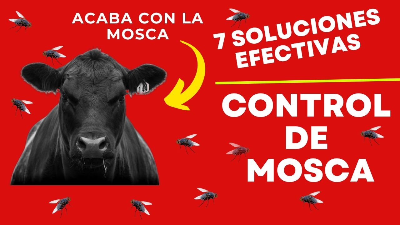 ❌🐂 ¡ADIÓS MOSCAS! 🐂❌ 7 ESTRATEGIAS PARA CONTROLARLAS EN TU GANADO 🐄 🐂