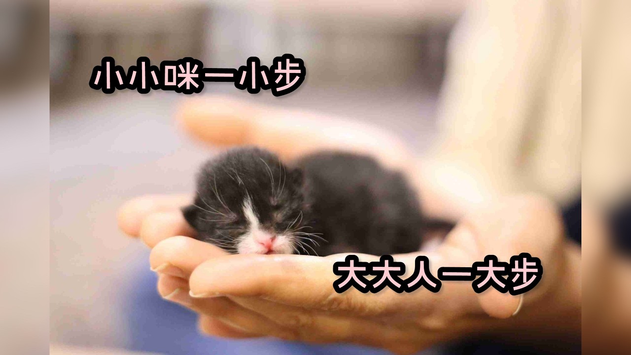 小小咪一小步，大大人一大步 A tiny step for a kitten, a giant leap for a human #cat #homelesscats #love #貓 #流浪猫 #愛