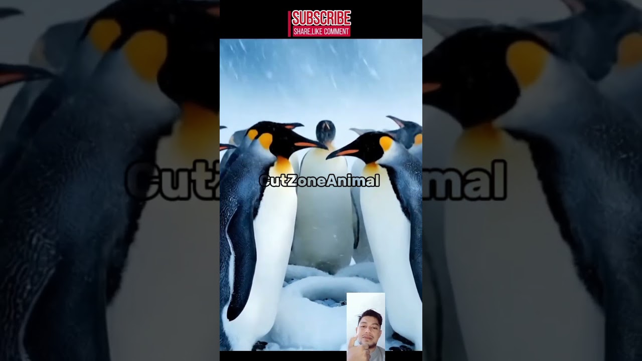 Emperor Penguins Protect Their Eggs Until They Hatch (Antarctica),,