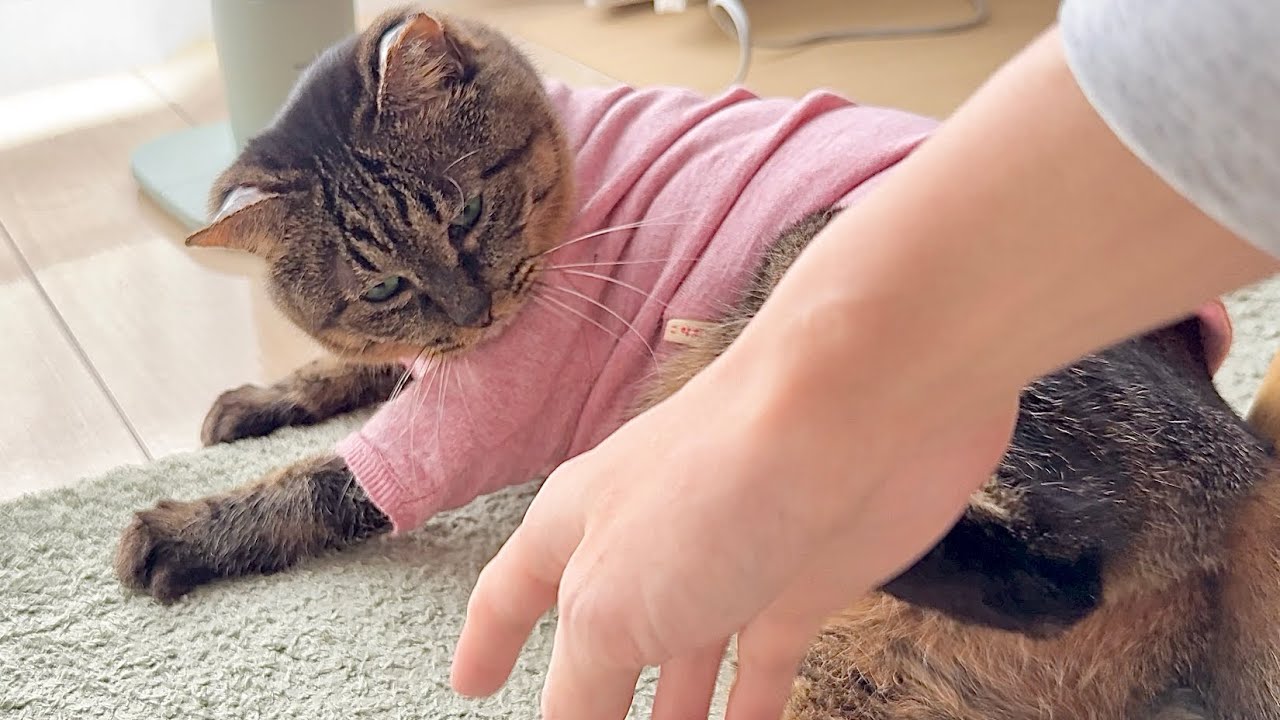 元地域猫。寝坊してきた夫には塩対応な家猫になっちゃいました…