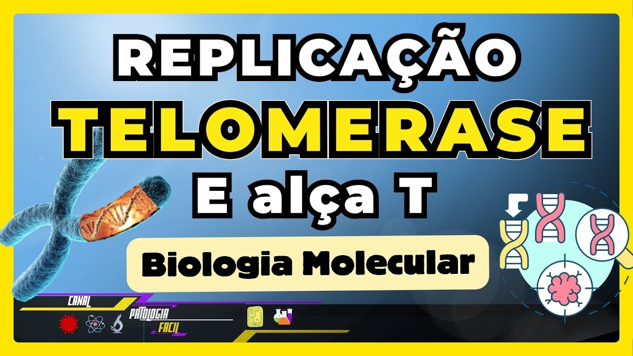 Telomerase Função: Ação da Telomerase nos Telômeros; Estrutura de Alça T [ Biologia Molecular ]