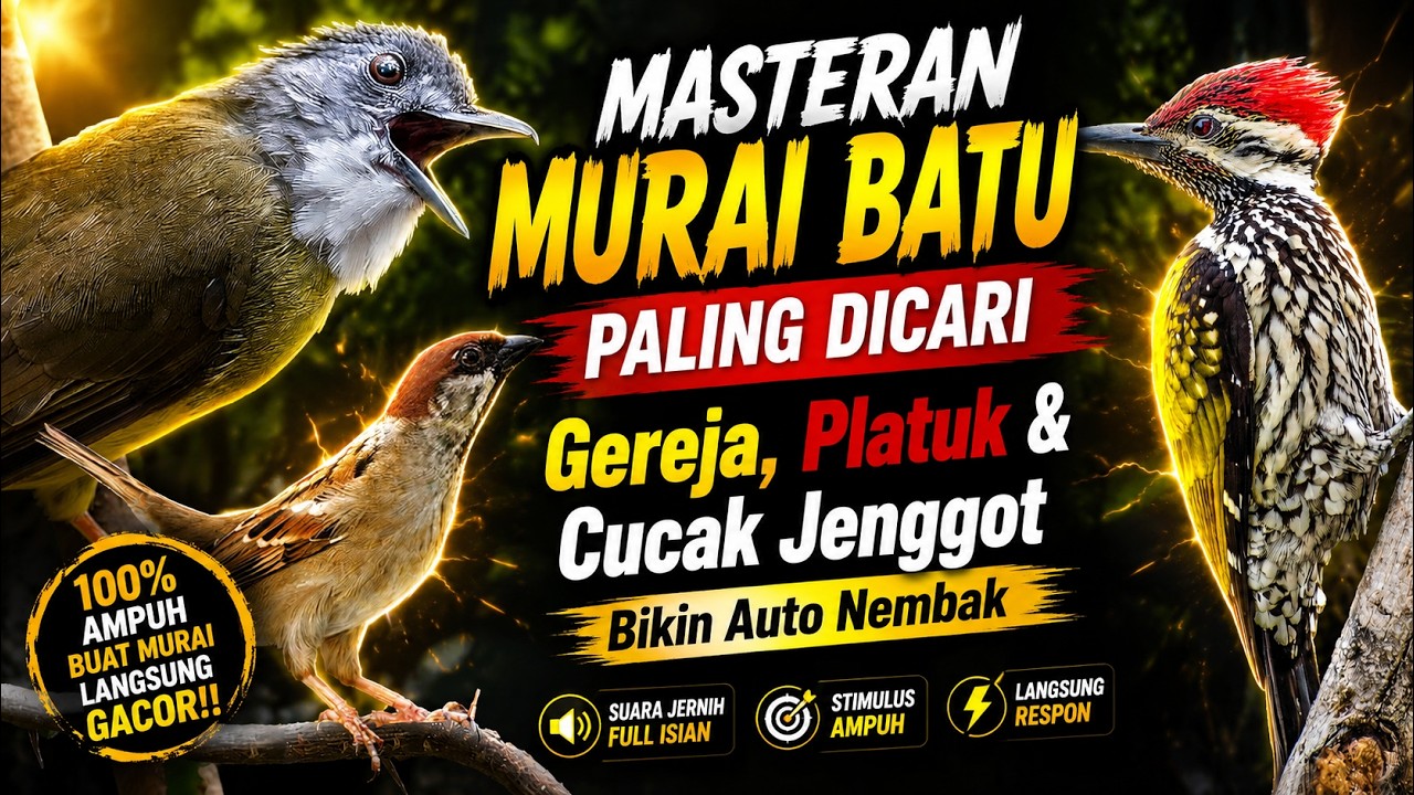 🔥 MASTERAN MURAI BATU PALING DICARI! Gereja, Platuk & Cucak Jenggot Bikin Nembak #masteranmuraibatu