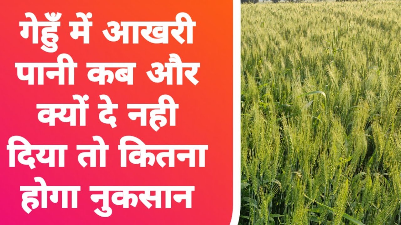 गेहुँ में आखरी पानी कब दे और क्यों |gehu ki kheti | gehu ki fasal me pani kitne or kyu de