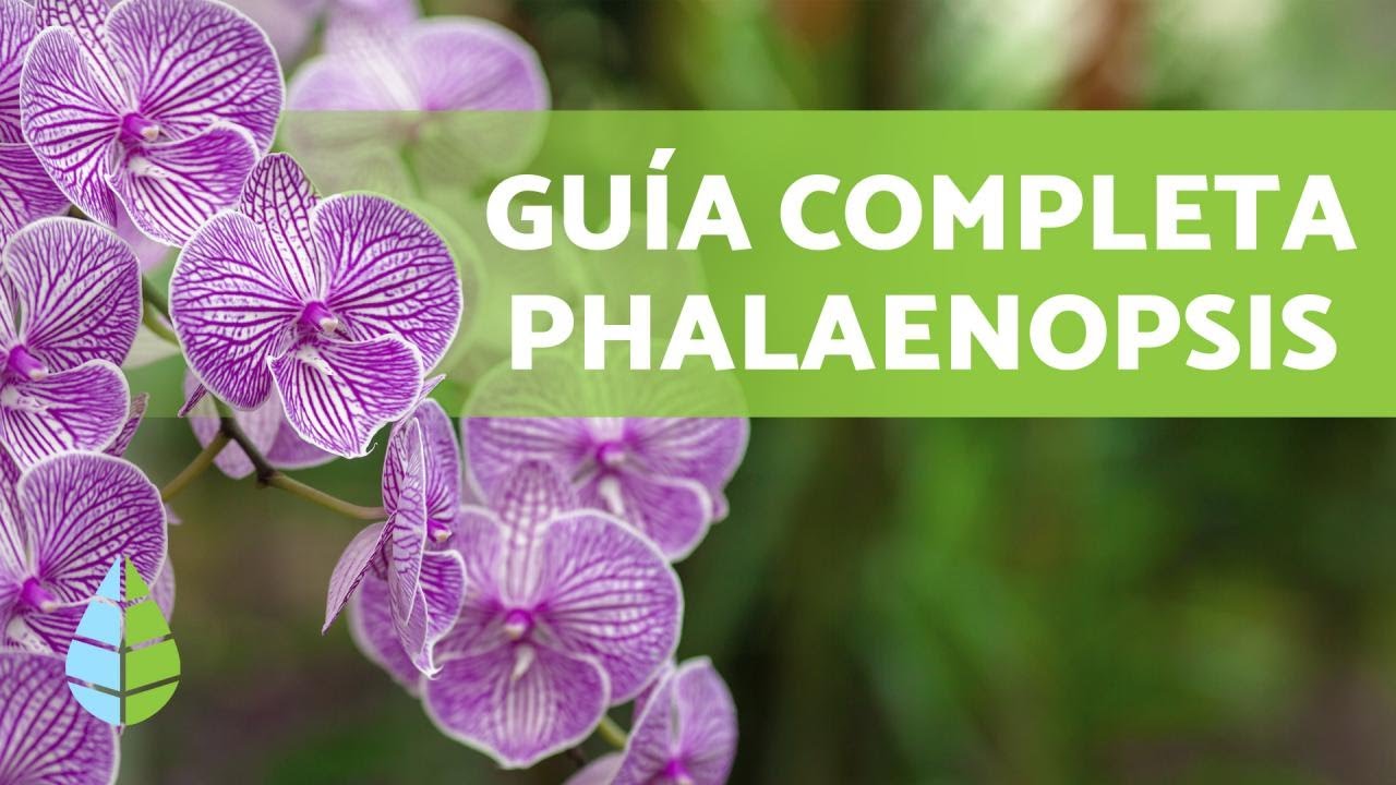 CUIDADOS de la ORQU&Iacute;DEA PHALAENOPSIS 🌸 &iexcl;Riego, Sustrato y M&aacute;s!