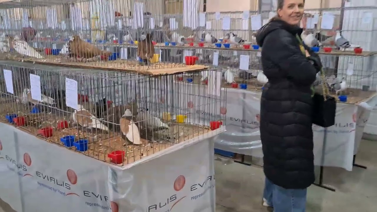 Viața la țară 🇷🇴Porumbeii de la Expoziția Naționala a României la Sf. Gheorghe ❗2025🕊🕊