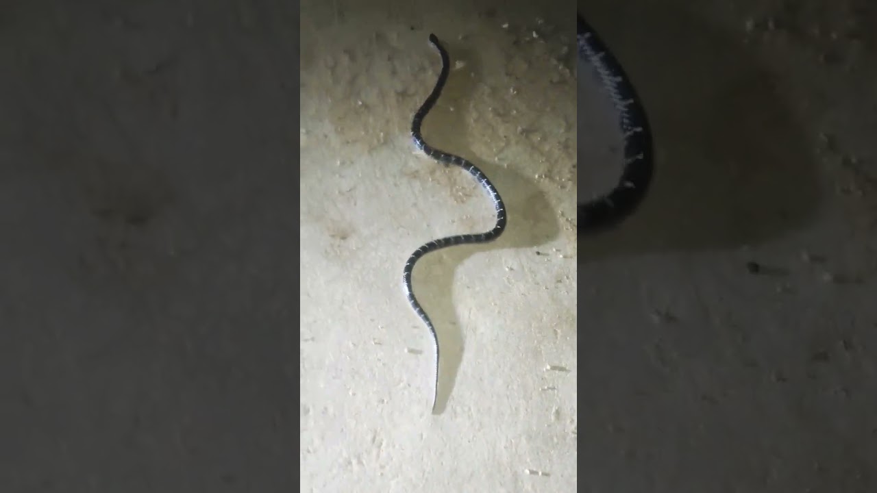 Indian common krait snake