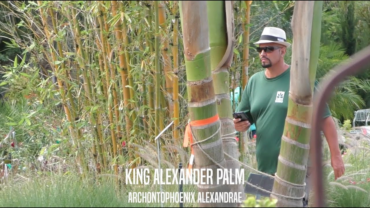Пальмы короля Александра в Джексонвилле