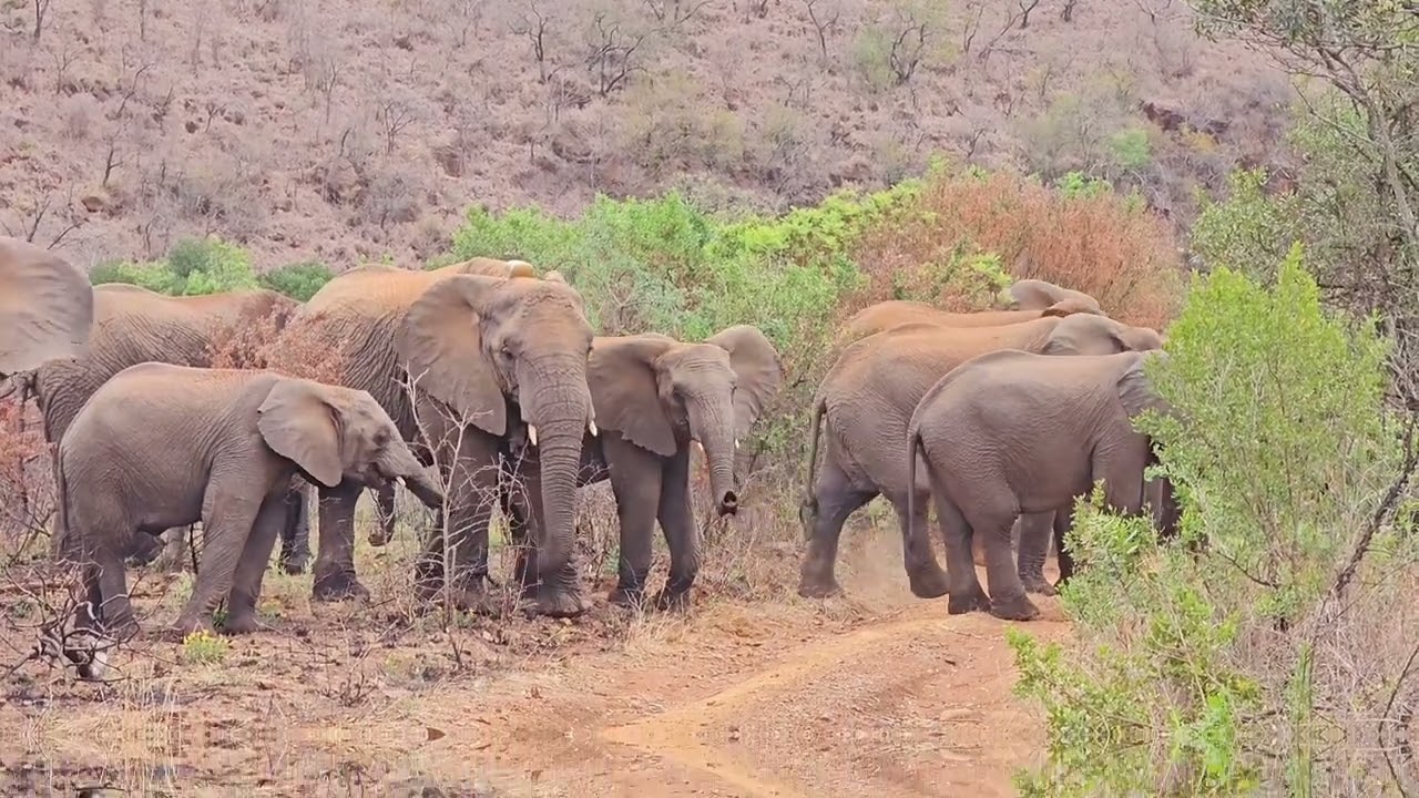 Ithala Game Reserve a tranquil and beautiful park to visit