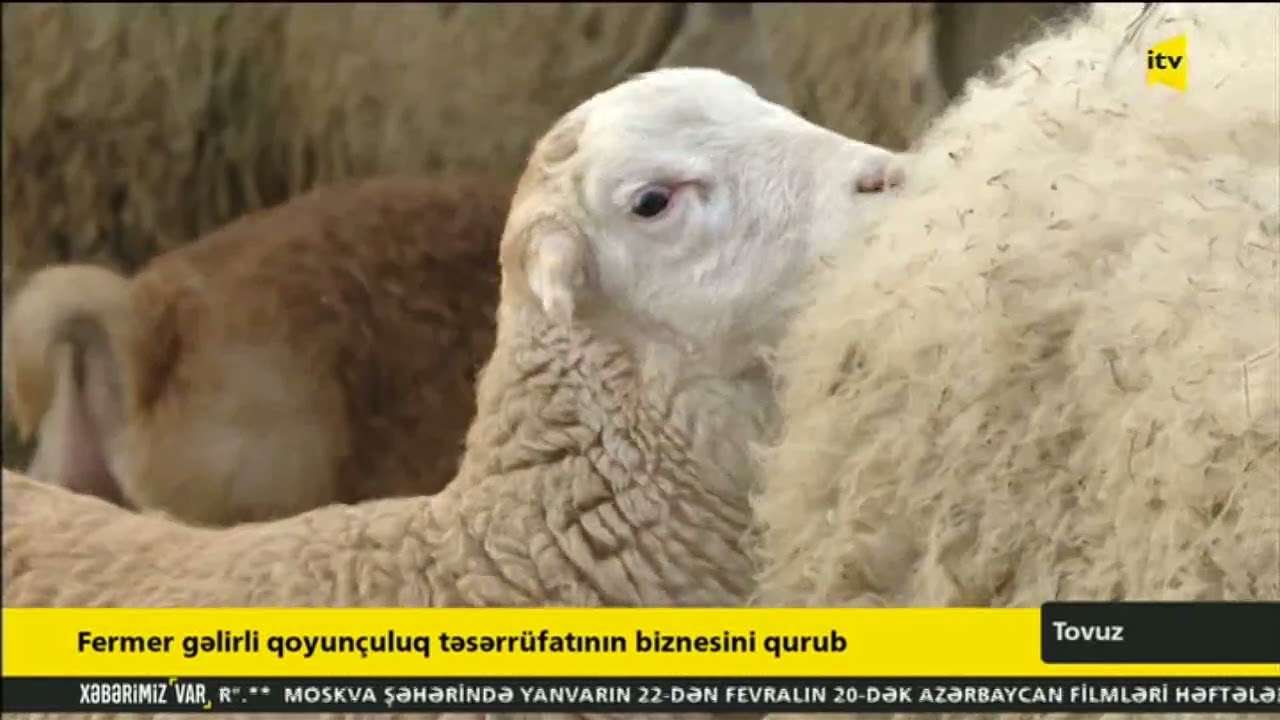 Fermer gəlirli qoyun&ccedil;uluq təsərr&uuml;fatının biznesini qurub-İTV