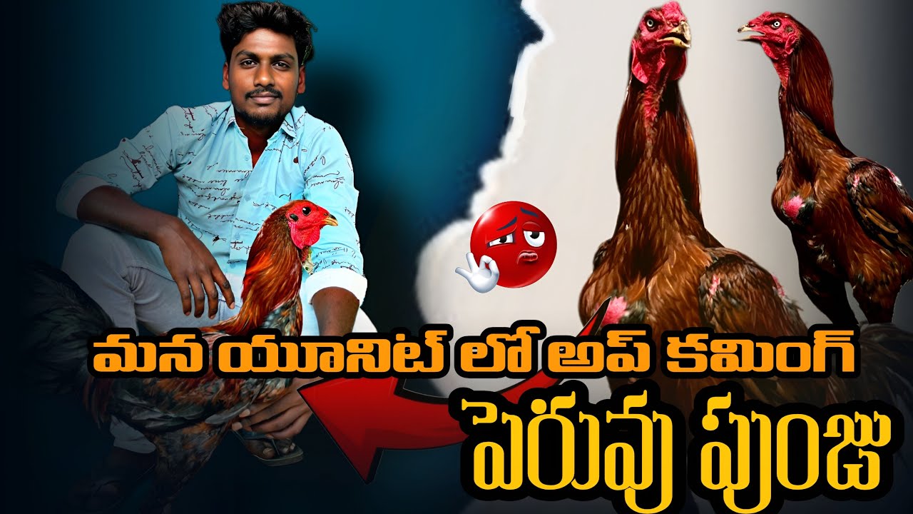 #vlogswithvenkat3 మనయూనిట్లో upకమింగ్ పేరువు పుంజు 🔥🔥#roosterfarm #sankranti#pets#viralvideo#chicken