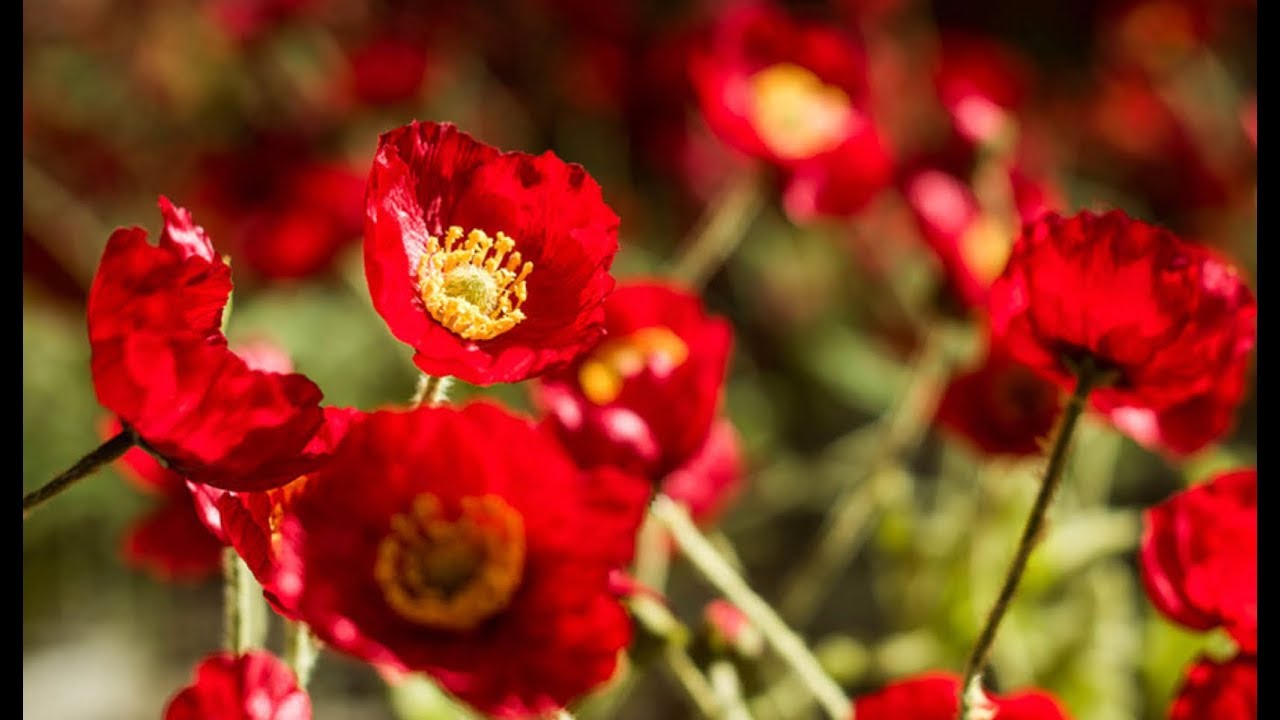 American First World War Poetry: From Alan Seeger to E.E. Cummings - Tim Dayton