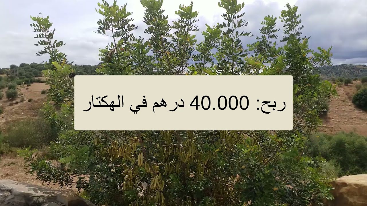 🌿🌿 مشروع الخروب غرس واربح - caroubier🌿🌿