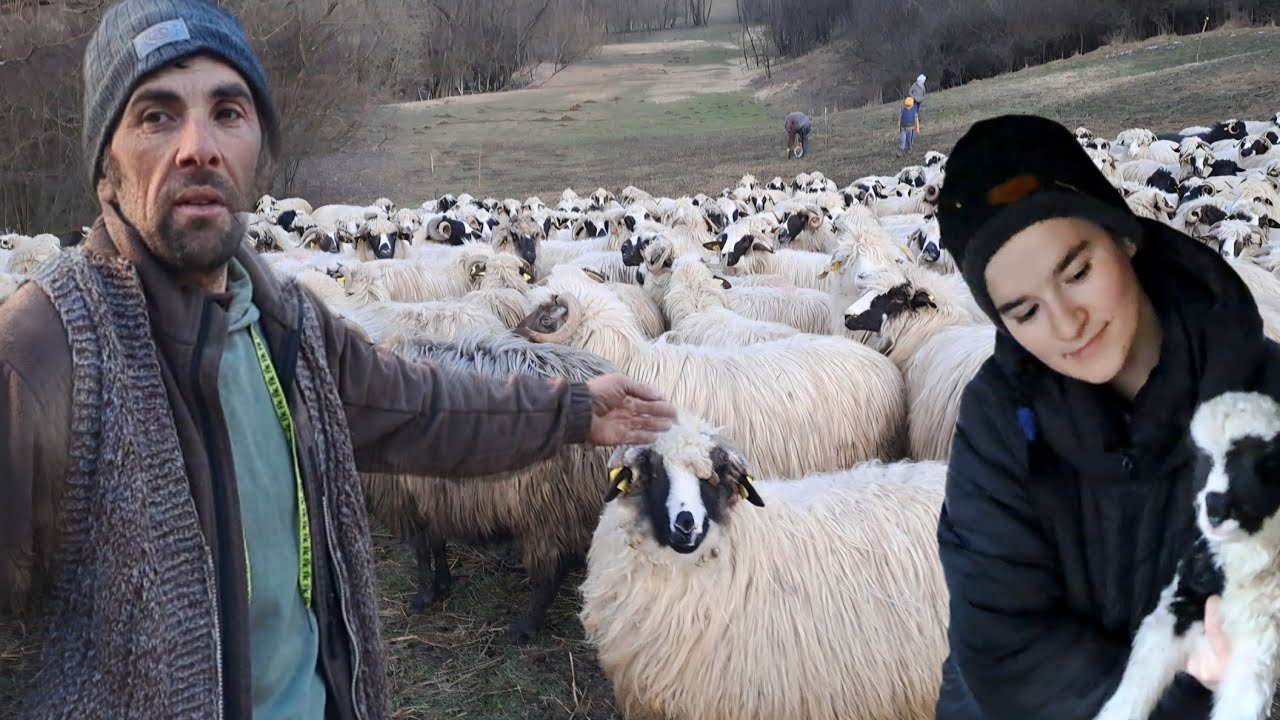 Ciobănia în perioada fătărilor . Valentin povestește realitatea din oieritul  practicat de la 16 ani