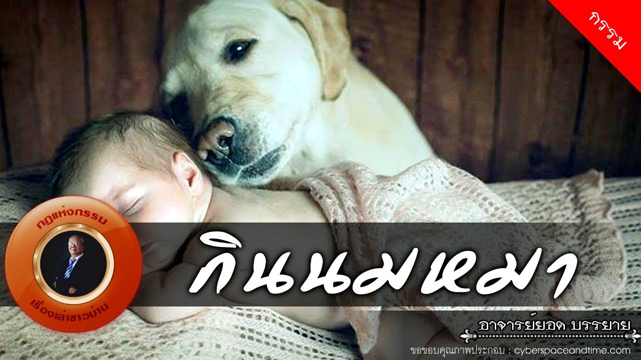 อาจารย์ยอด : กินนมหมา [กรรม] new